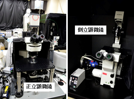 細胞観察用顕微鏡